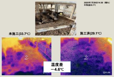 牛舎の暑熱対策は「屋根の遮熱塗装」がおすすめ！暑熱対策専用の塗料を紹介！